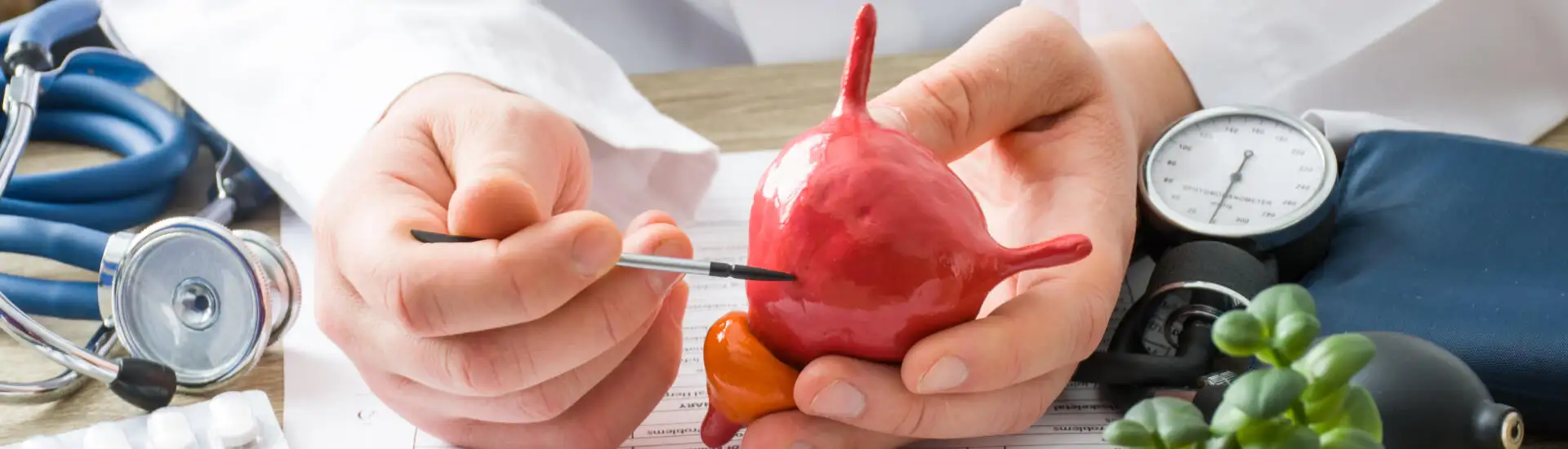 An urologist pointing to a urinary bladder model to raise awareness on urinary bladder cancer.