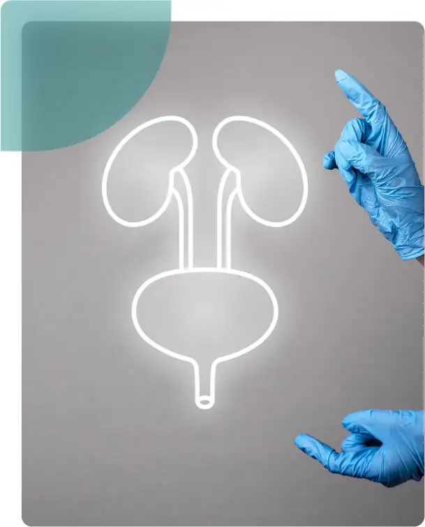 A health professional pointing to an urology system illustrate the complete care for urology related problems.