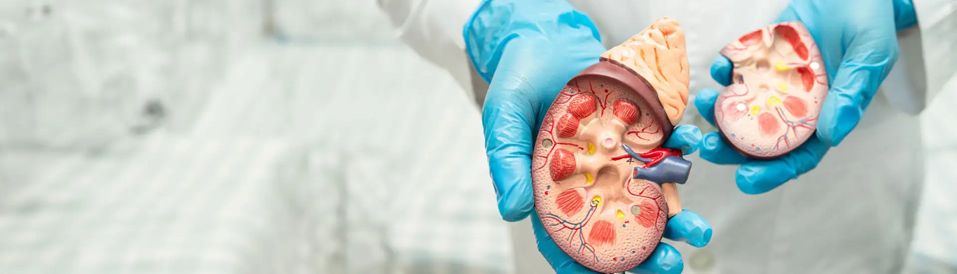 An urologist showing the bisection model of a kidney.